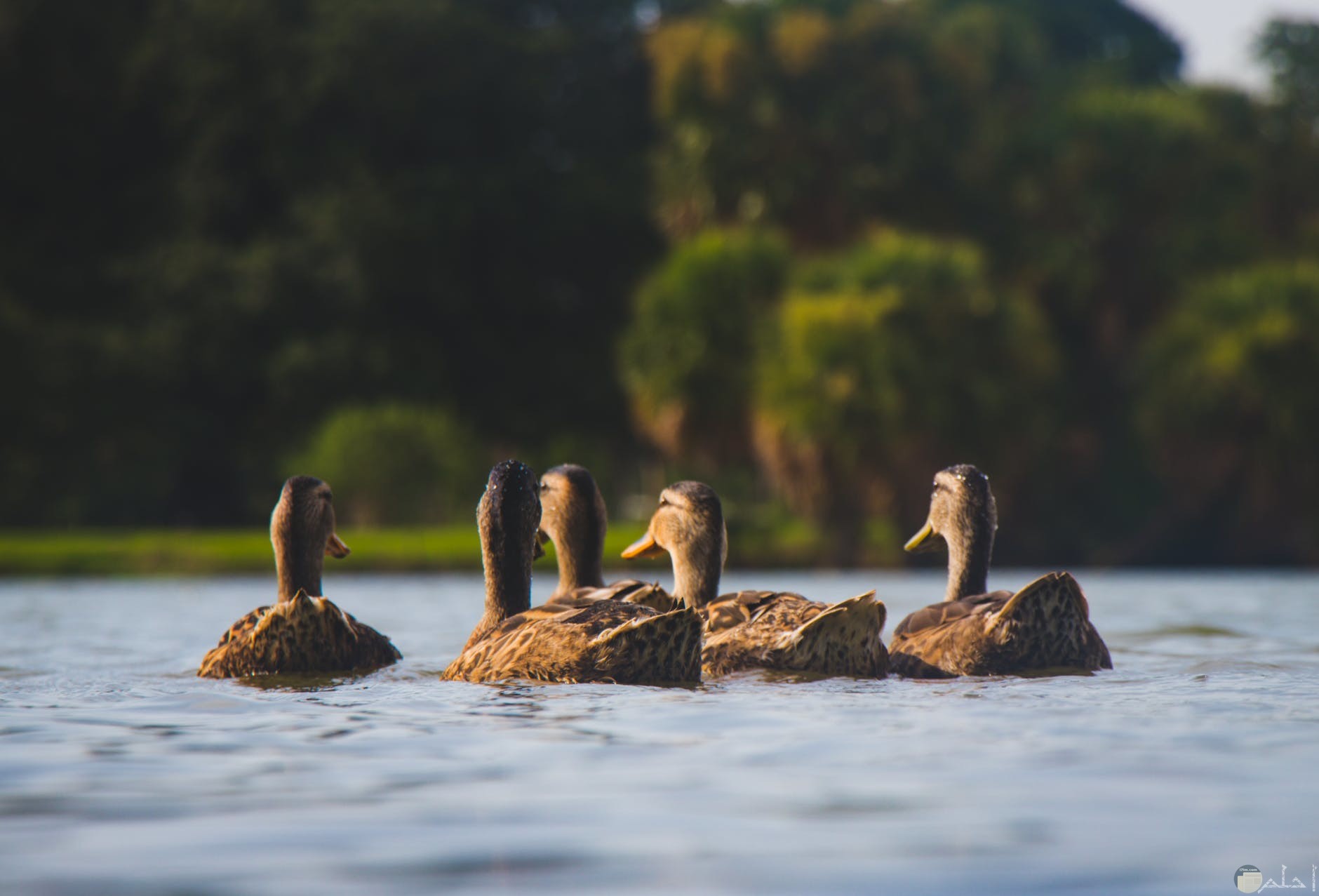 مجموعة من البط في البحيره