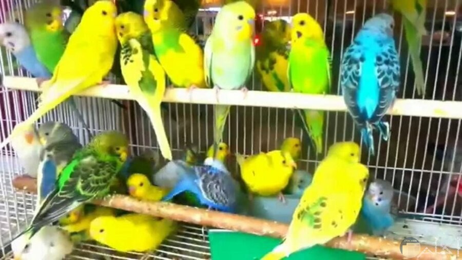 مجموعة من طيور الحب