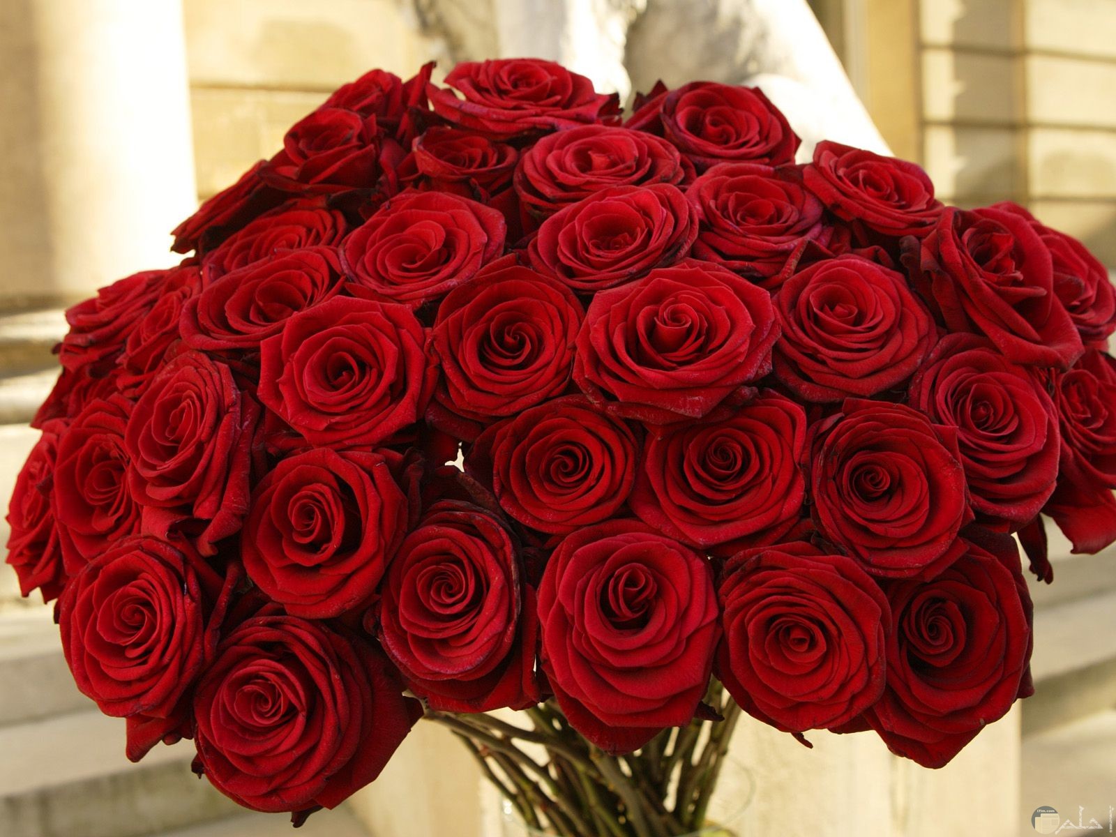 صورة لمجموعة من الورد الأحمر الجميل في باقة ورد رومانسية