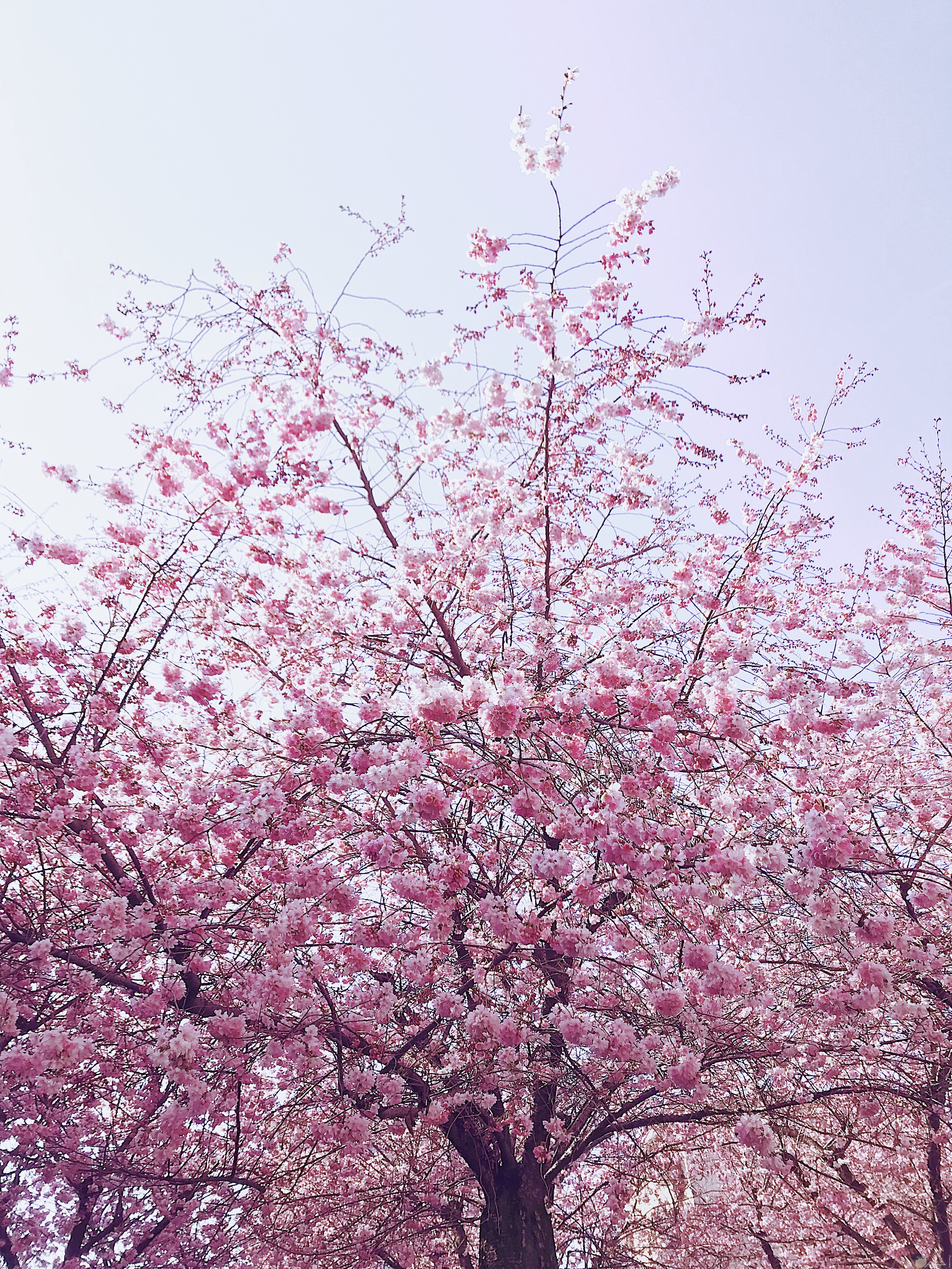 开粉色花的树是什么树 - 花百科
