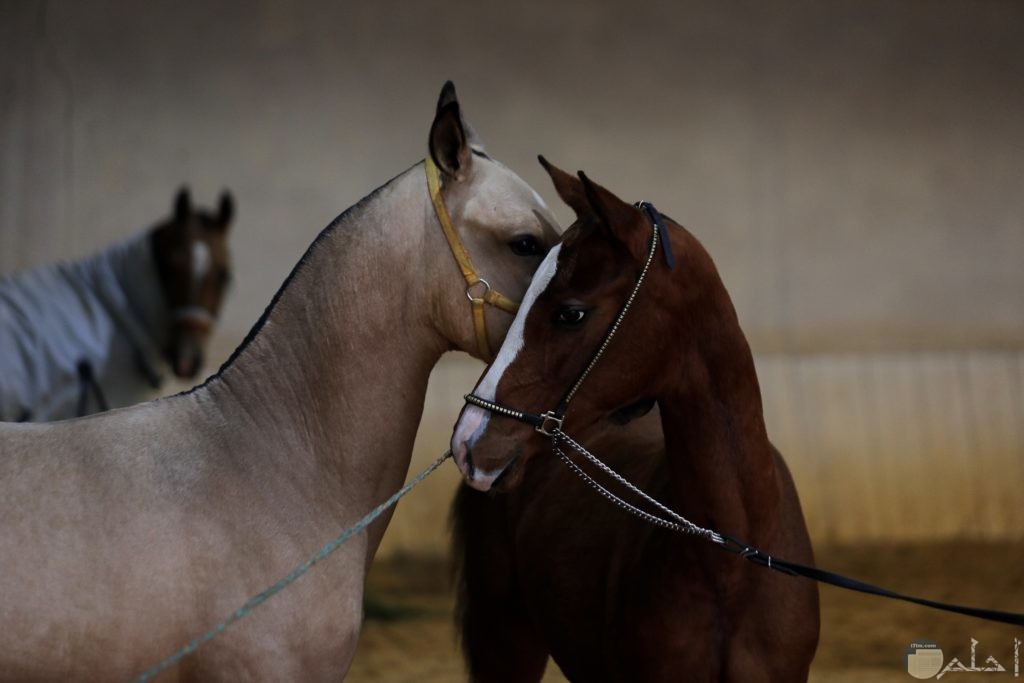 صورة حصان بني وحصان يبج
