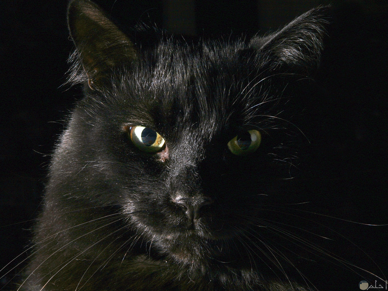 القط الأسود إشارة للجن