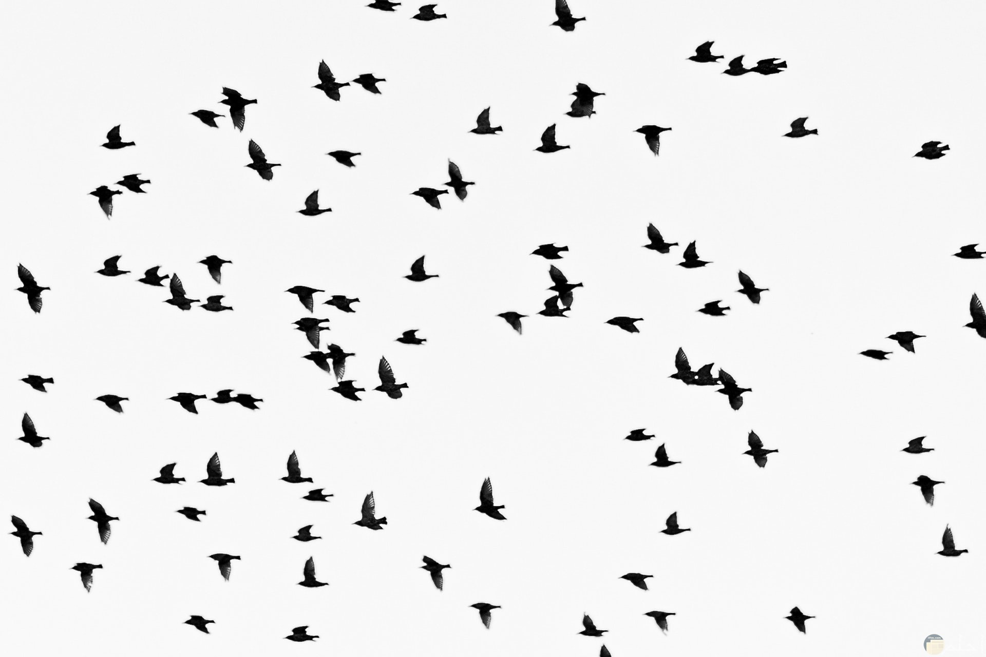 صور أبيض وأسود للتصميم مميزة لطيور تطير مع خلفية بيضاء