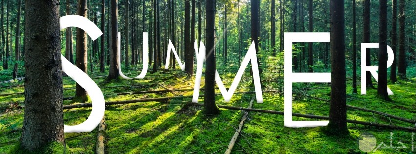 صورة حروف كلمة summer داخل الغابة