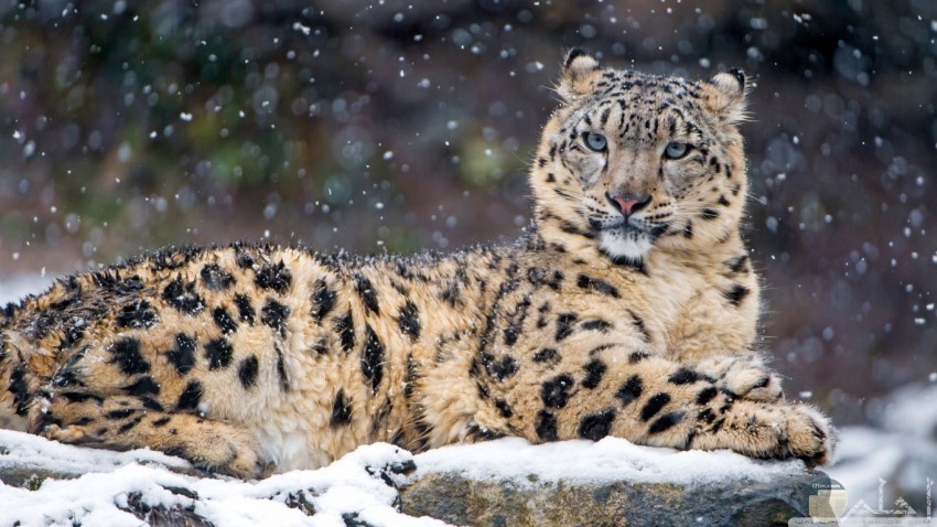 صور نمر مخيف وسط الثلج