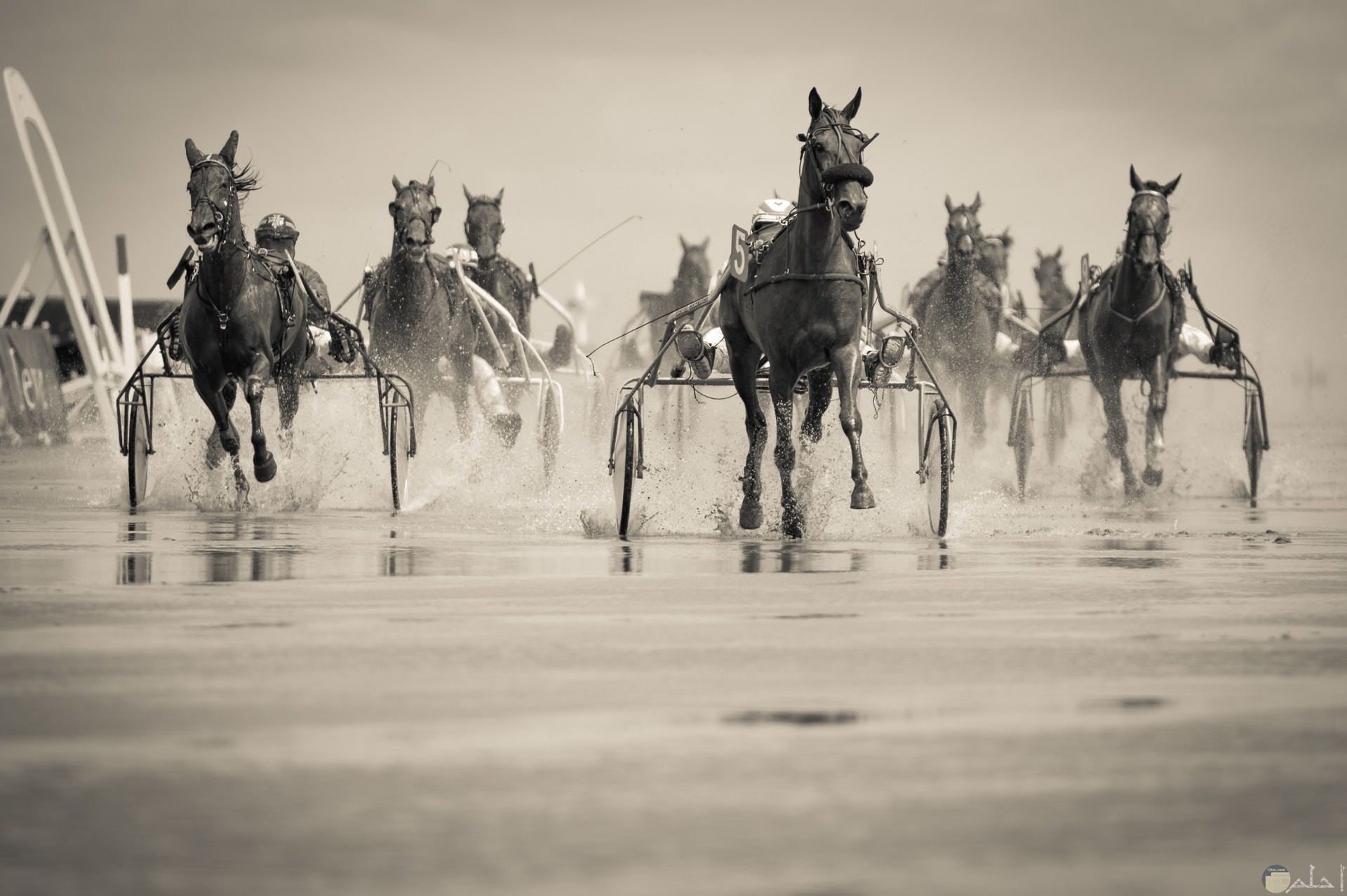 صورة أكشن مميزة لمجموعة من الأحصنة تجري سريعا علي المياة
