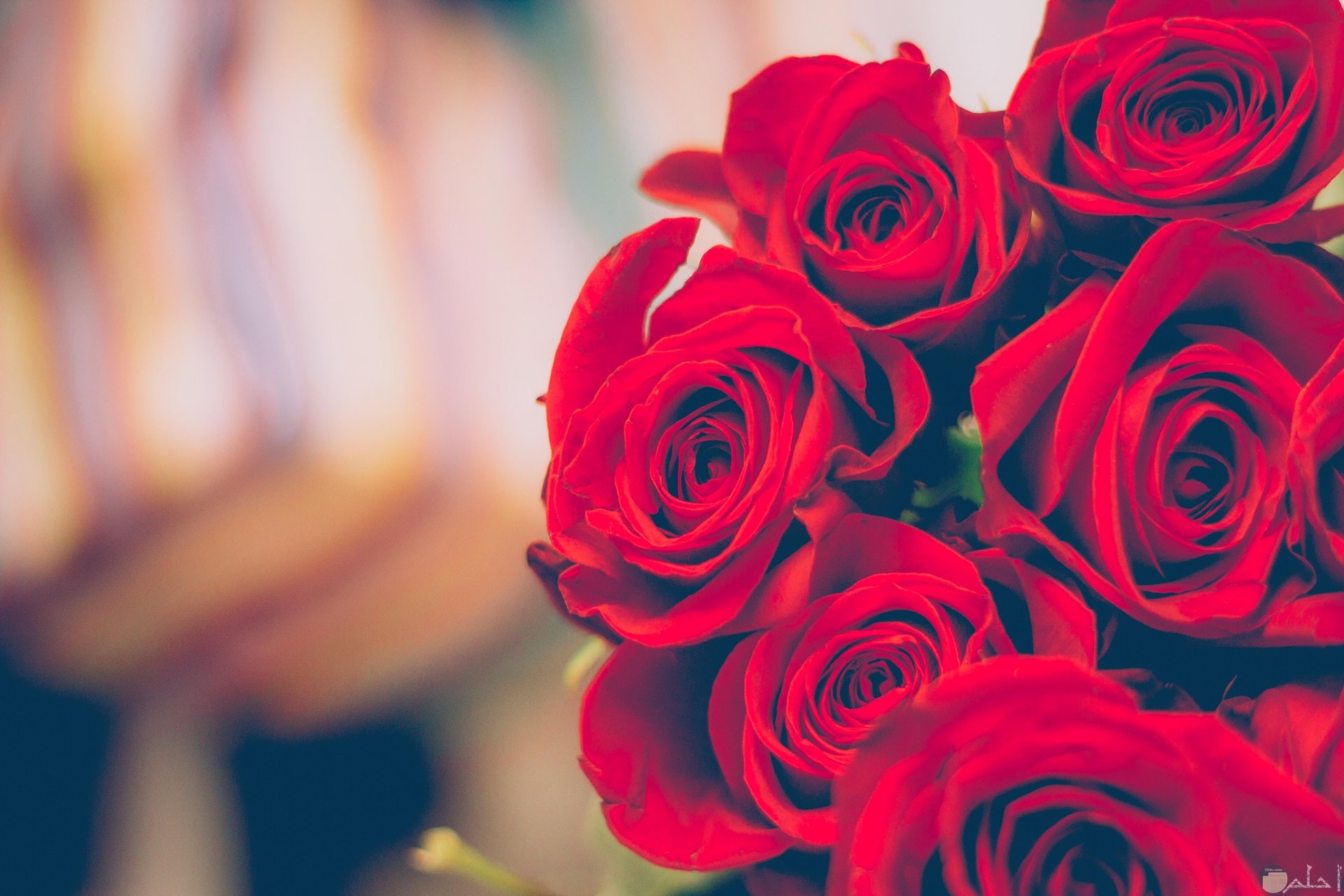صورة جميلة جدا لباقة ورد أحمر حلوة رومانسية