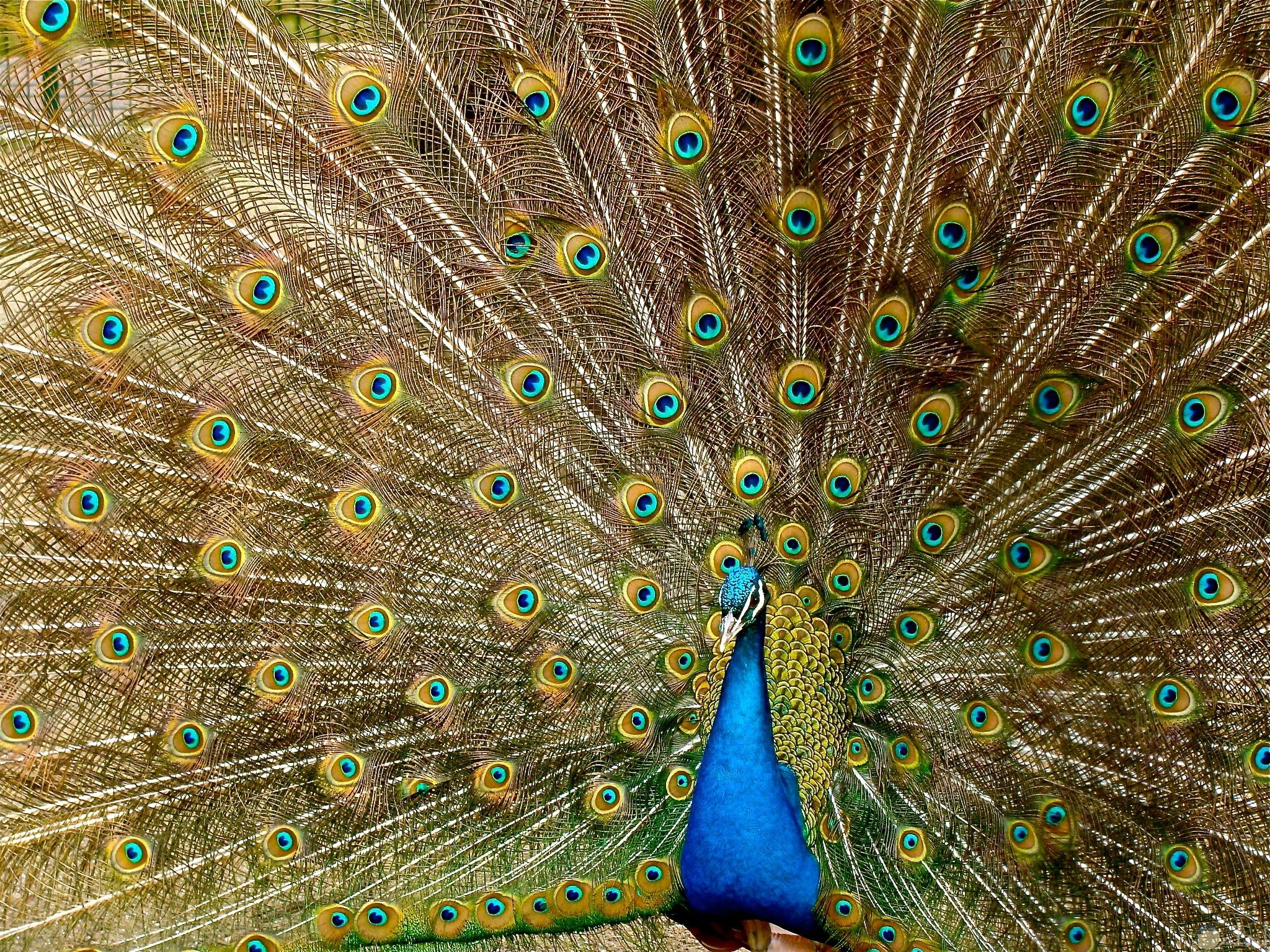 صورة جميلة جدا لحيوان الطاووس الأزرق مميزة وحلوة