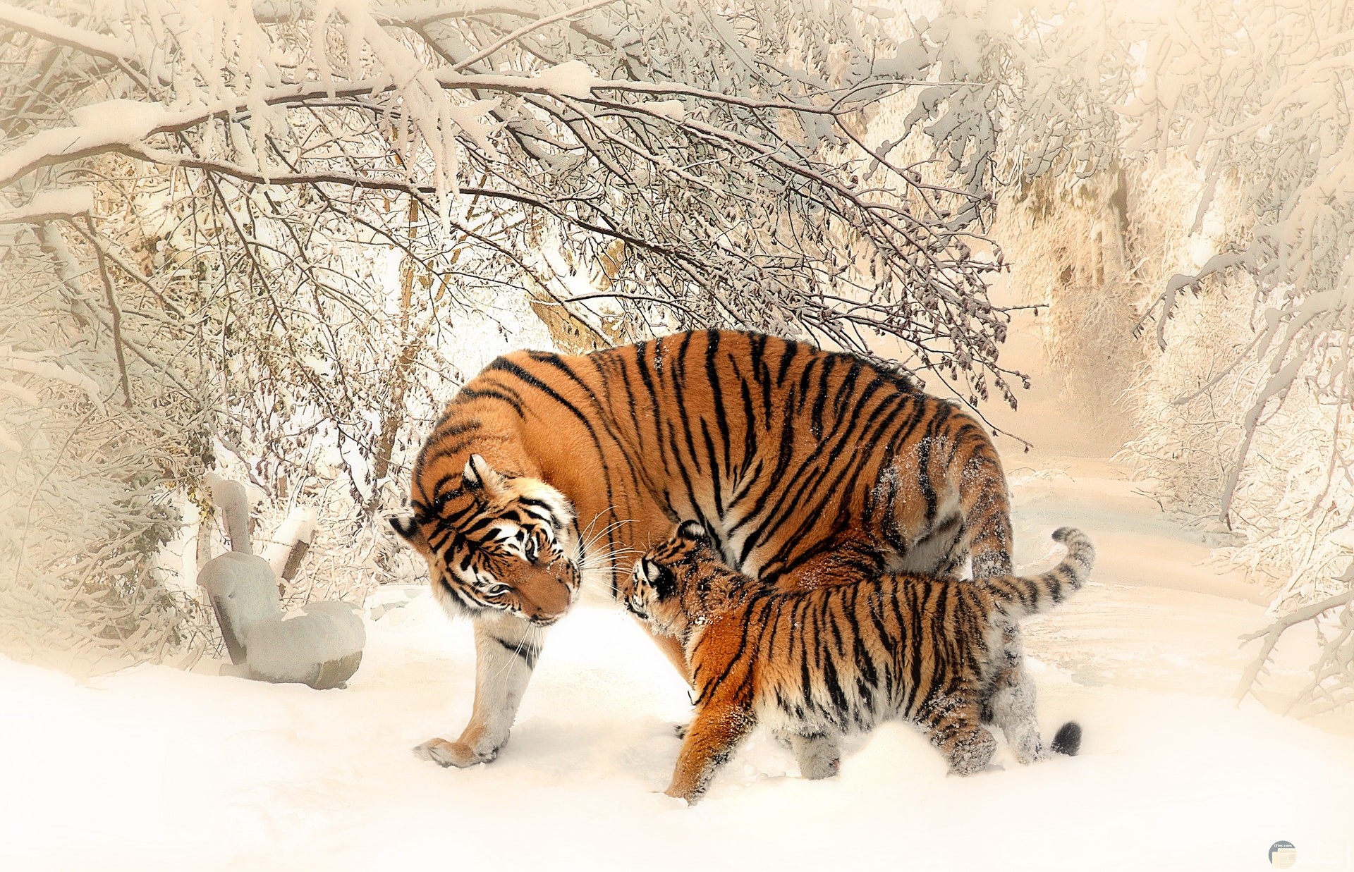 صورة جميلة لنمر مع نمر صغير إبنه في غابة ممتلئة بالثلوج