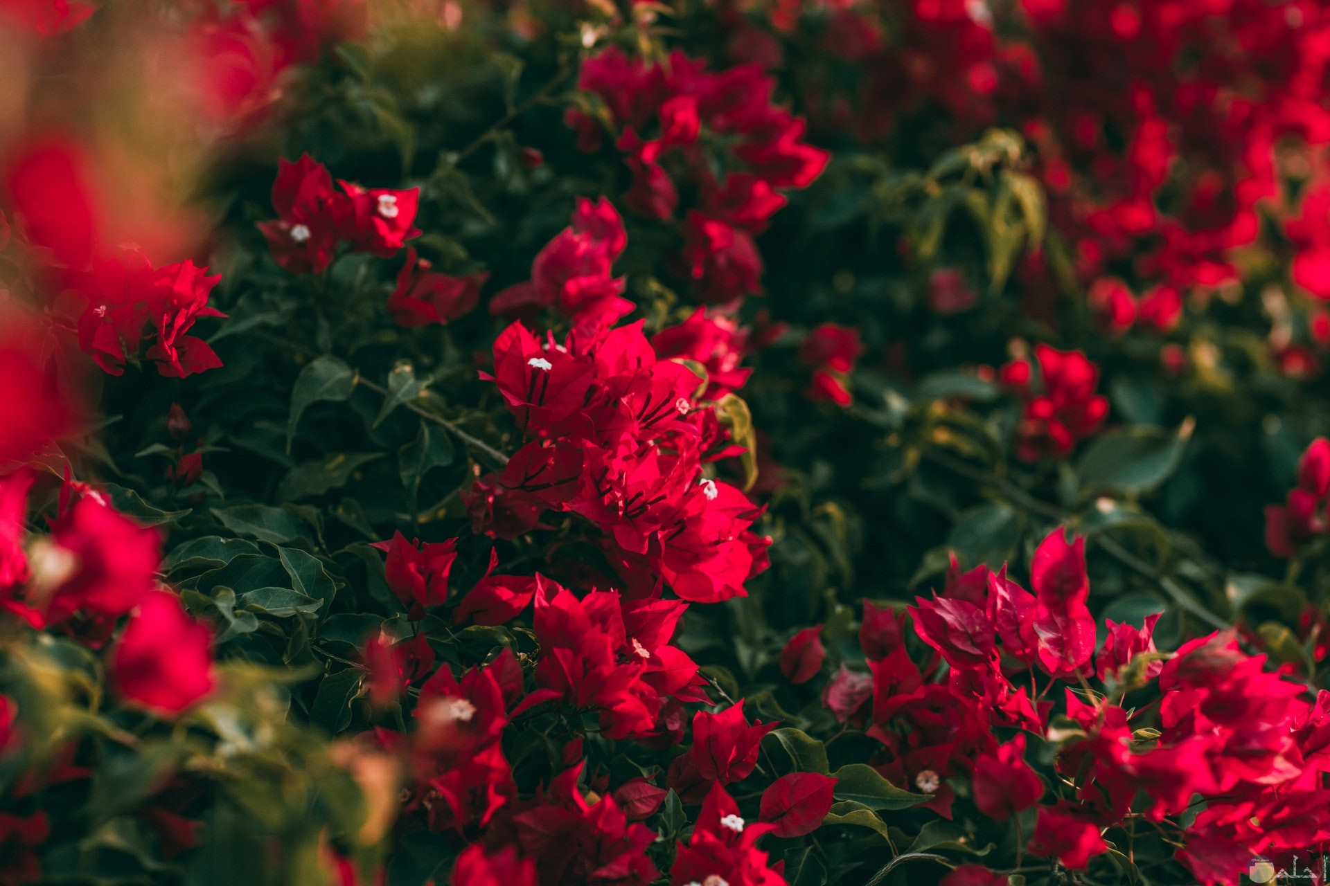 صورة حلوة جدا للورد الأحمر الجميل في الحديقة وقت النهار