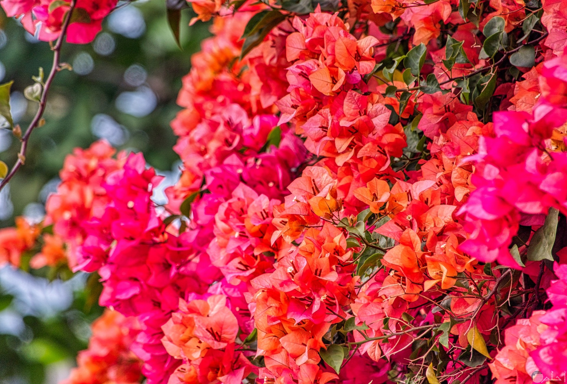 صورة حلوة للفيس بوك لمجموعة من الورود الجميلة بألوان كثيرة