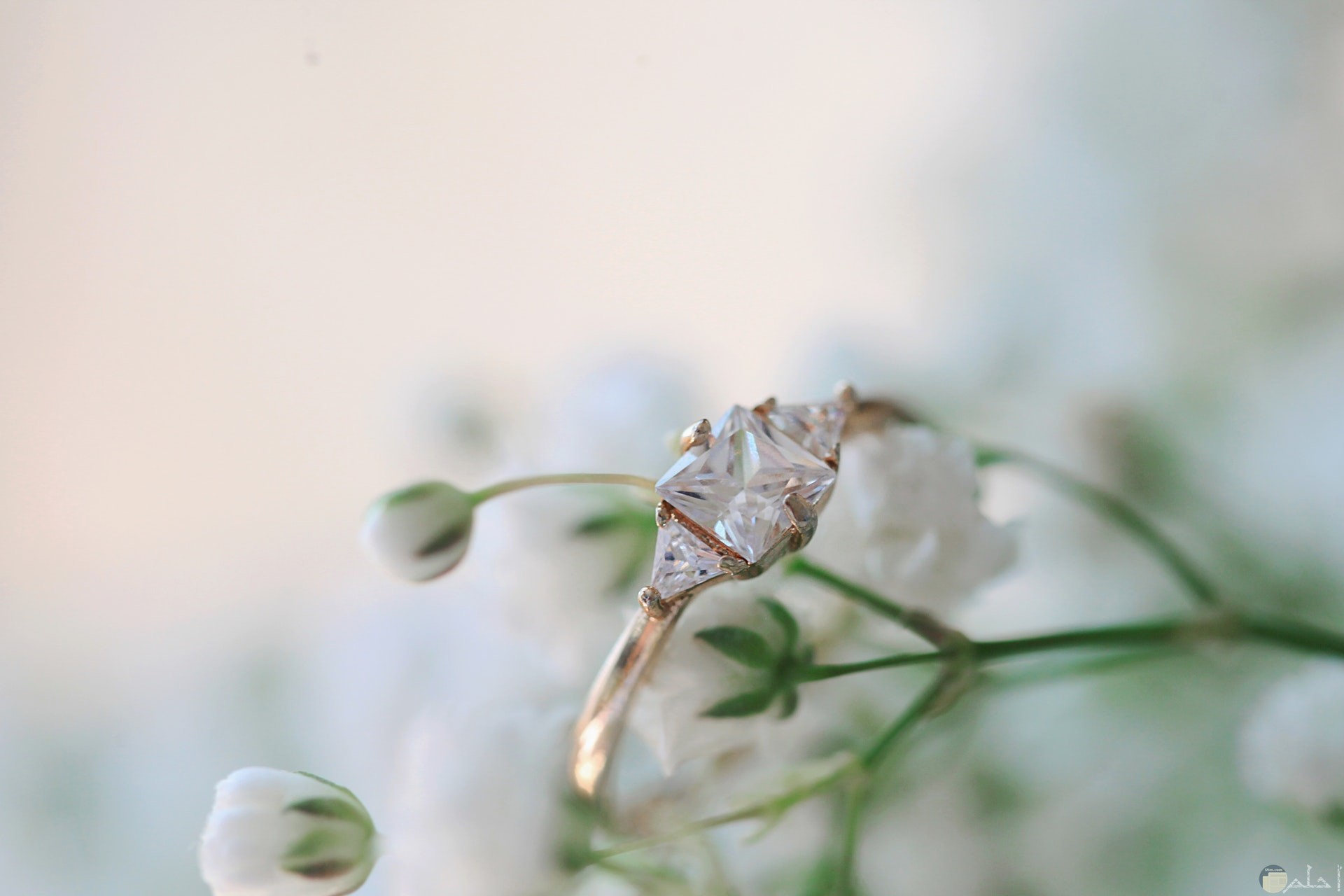 صورة خاتم جميل جدا بمجوهرات مميزة به مع خلفية ورد أبيض جميلة