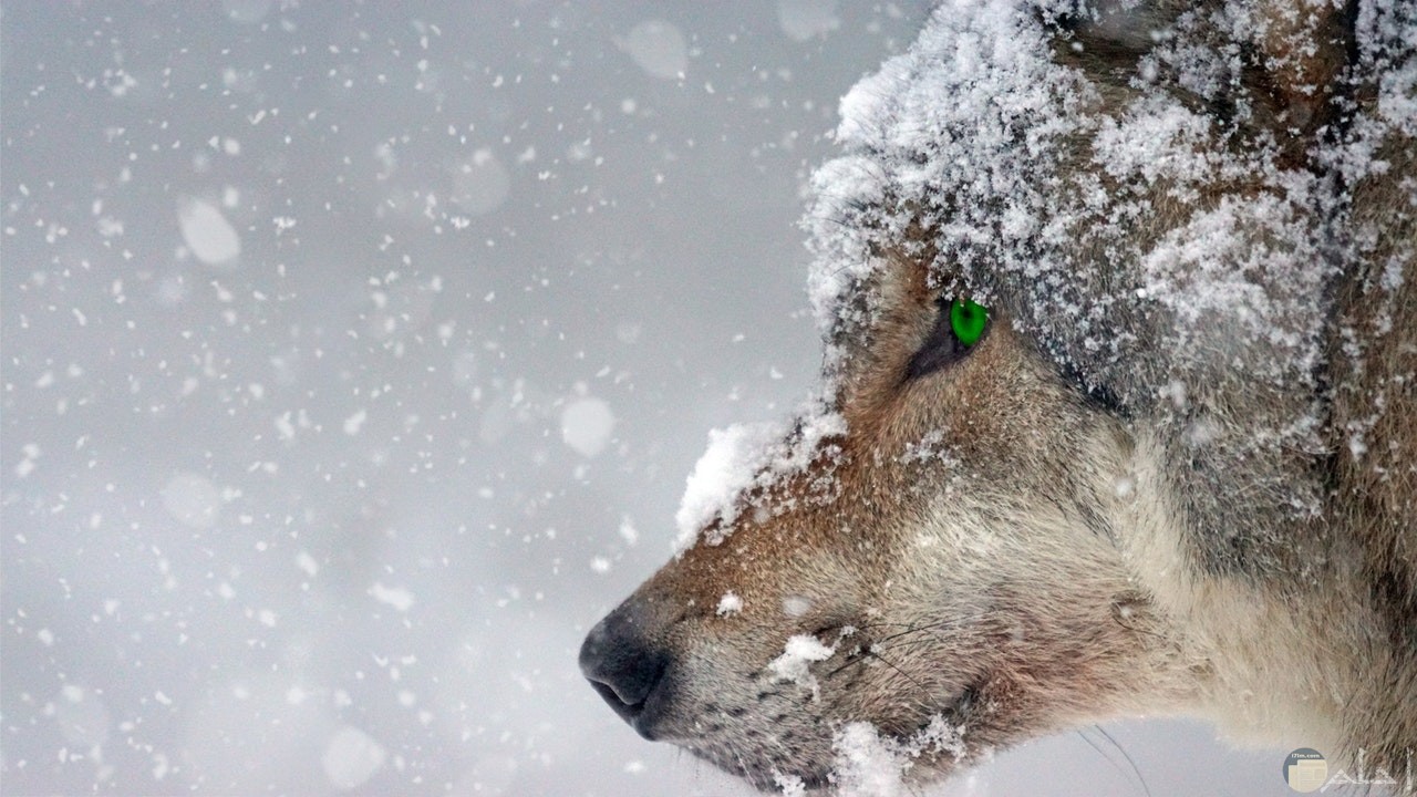 صورة ذيب مميزة أثناء تساقط الثلوج مع عيون خضراء حلوة