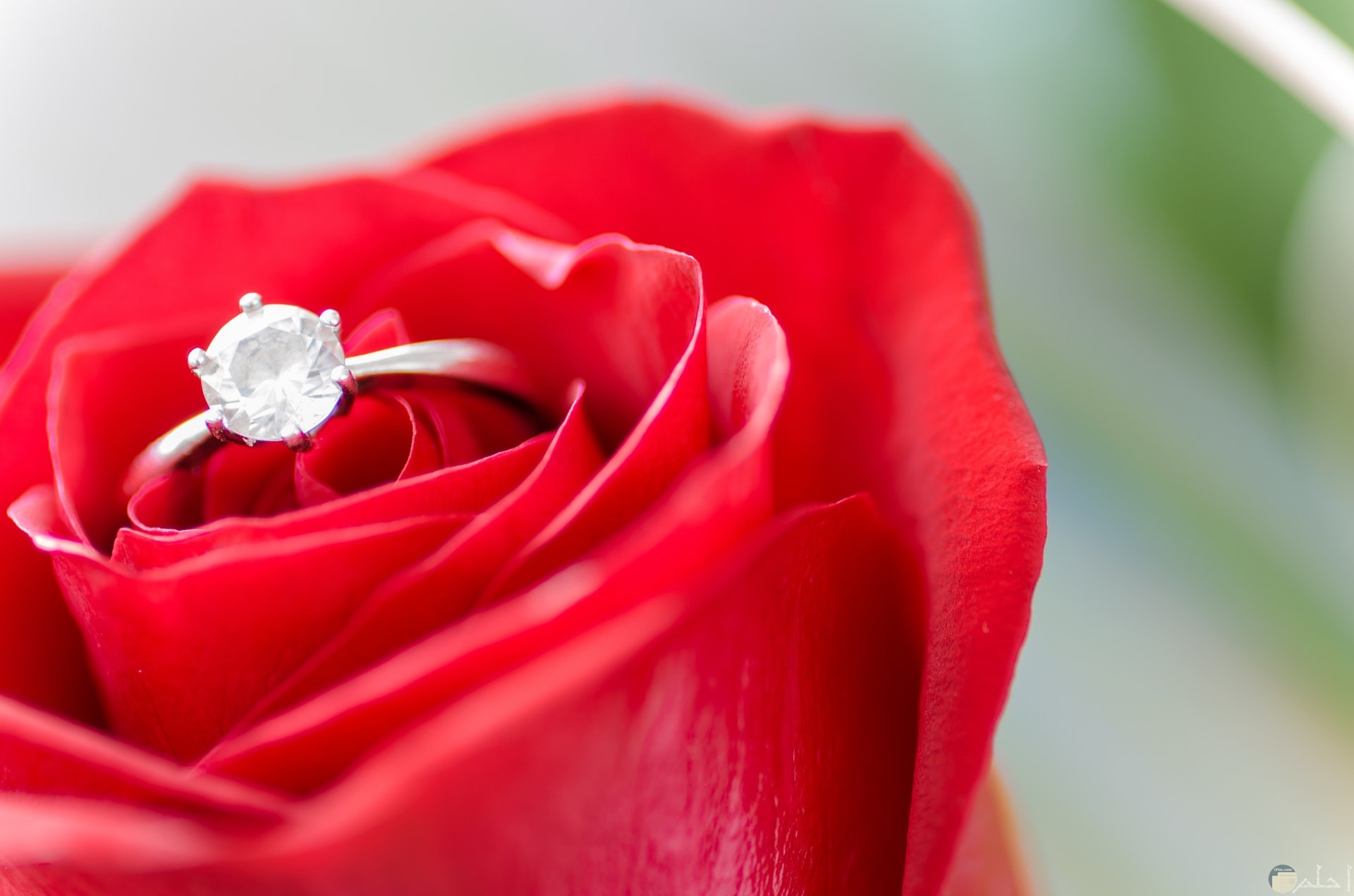 صورة رومانسية جميلة لوردة حمراء حلوة بها خاتم روعة