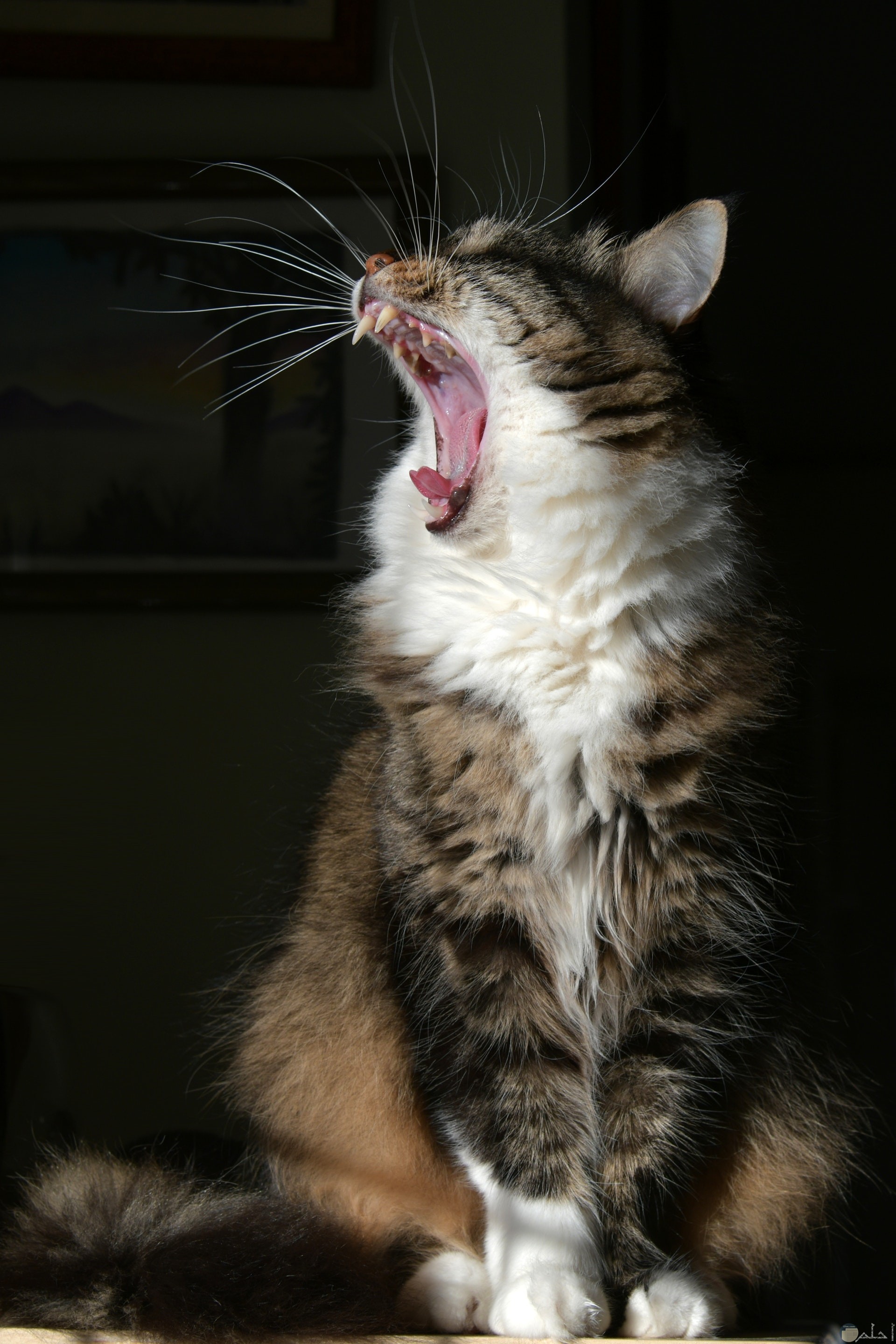 صورة قطة تكشر عن انيابها واسنانها الحادة
