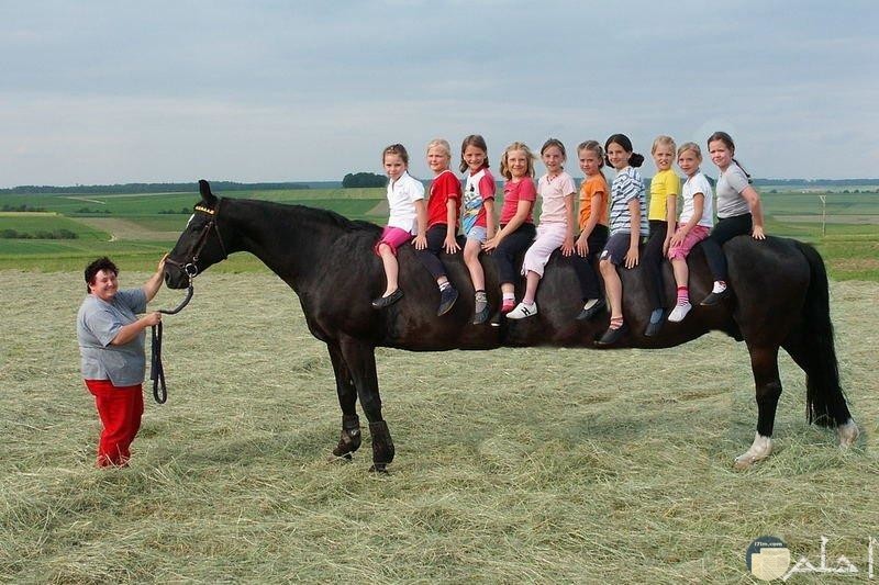 صور غريبة لحصان طويل وغريب يحمل مجموعة من الاطفال