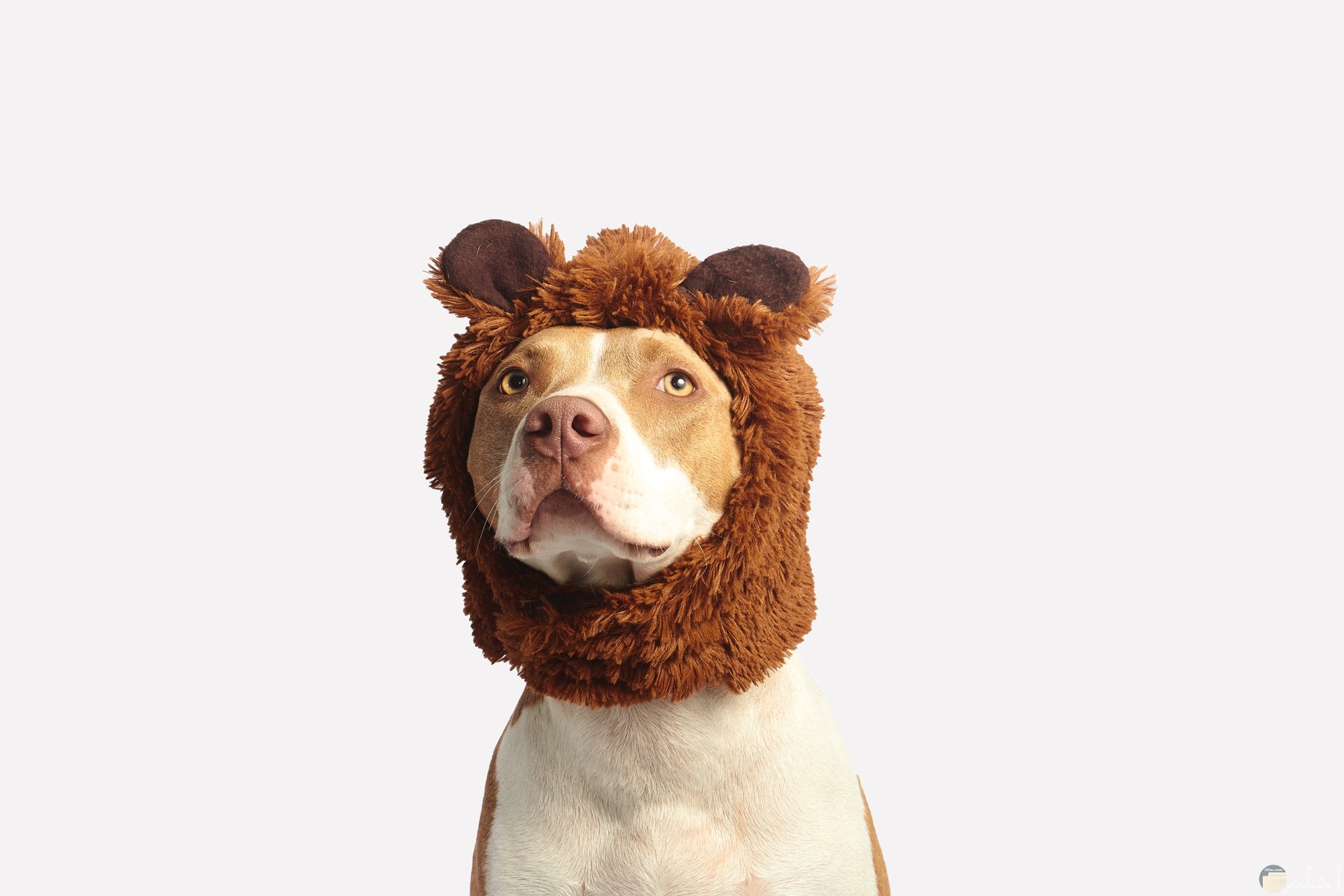 صورة غريبة مضحكة لكلب لابس قبعة بنيه علي رأسه