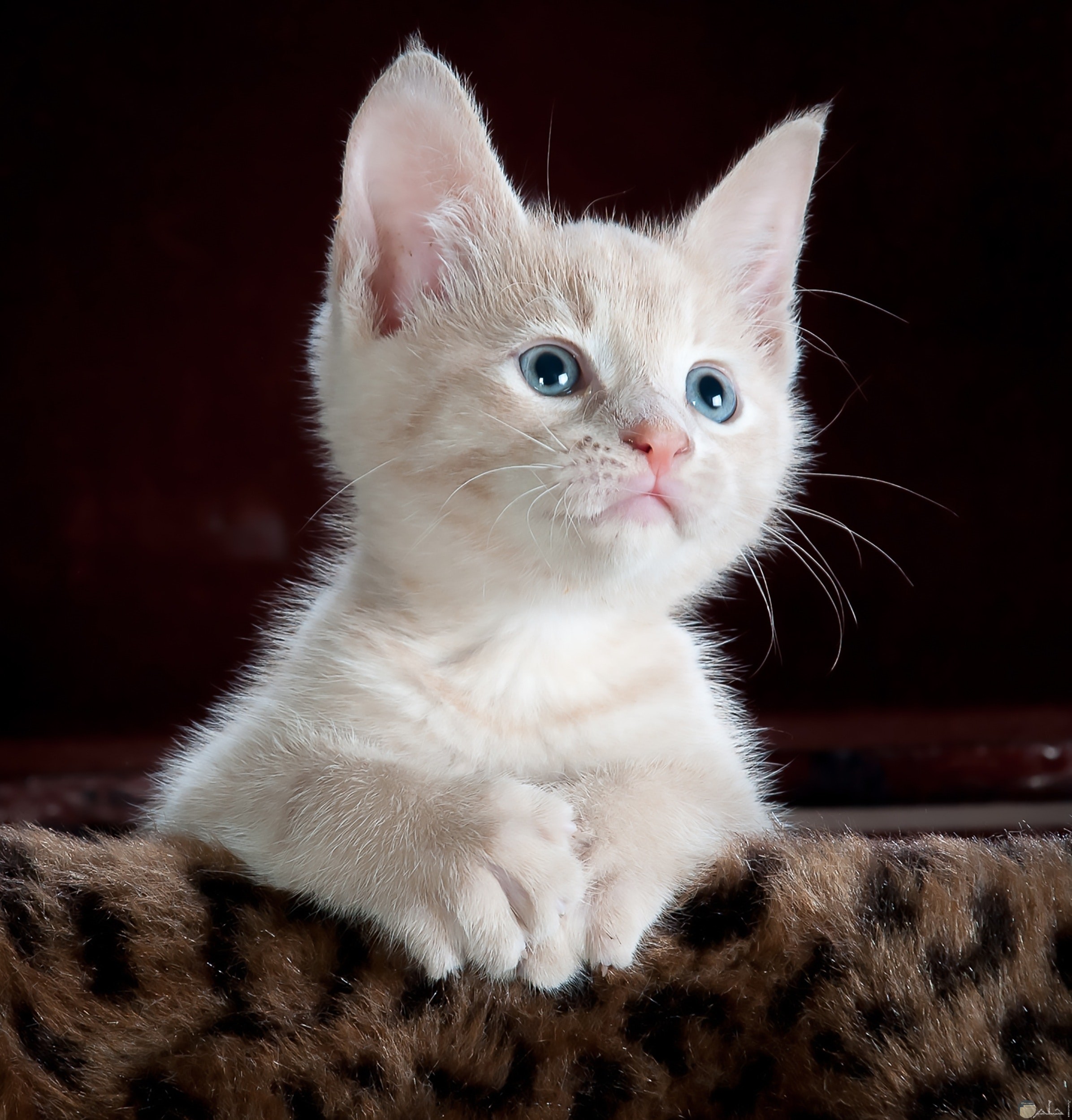 صورة قط أبيض حلوة بعيون زرقاء جميلة جدا