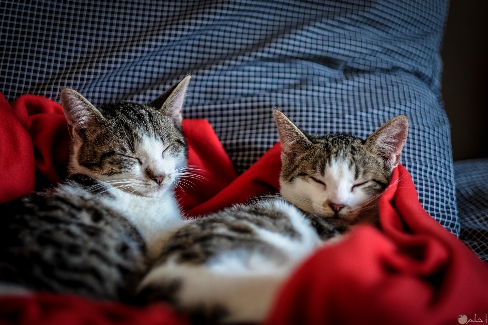 صورة قطتين متشابهين جميلة ينامان علي غطاء أحمر وعلي وسادة