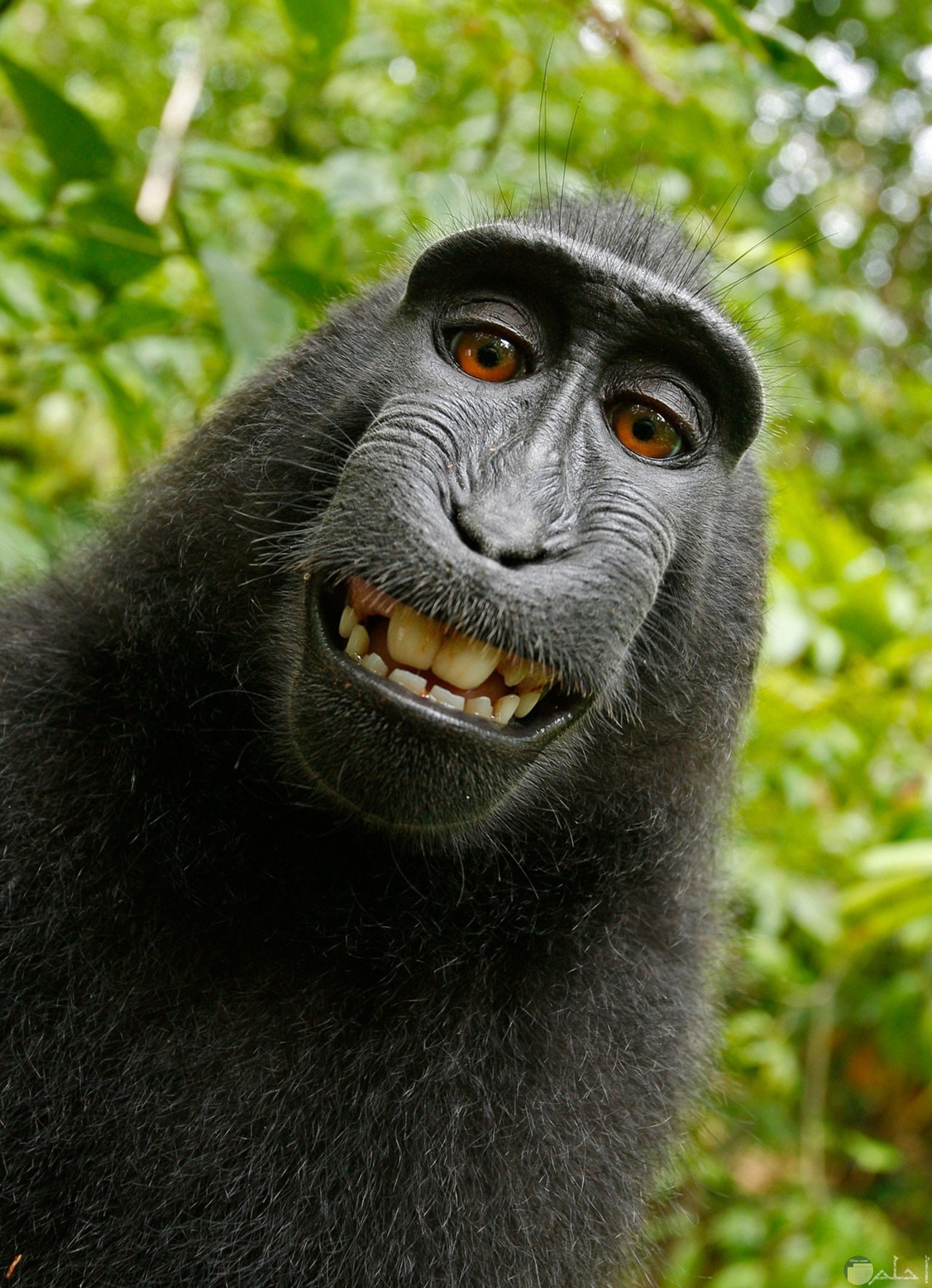 صورة كوميدية لقرد شامبانزي بضحكة جميلة ومميزة