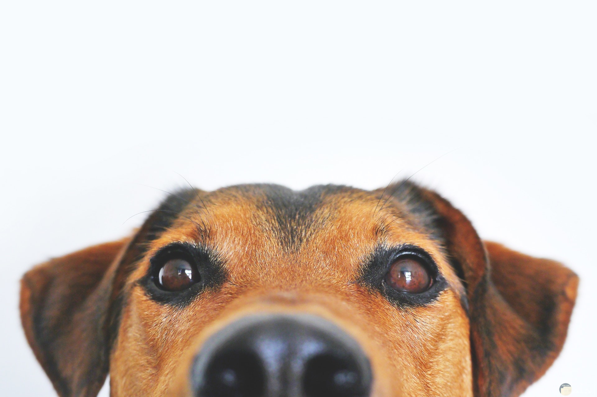 صورة كوميدية لوجه كلب مع تعابير وجة ونظرة عينين مضحكة جدا