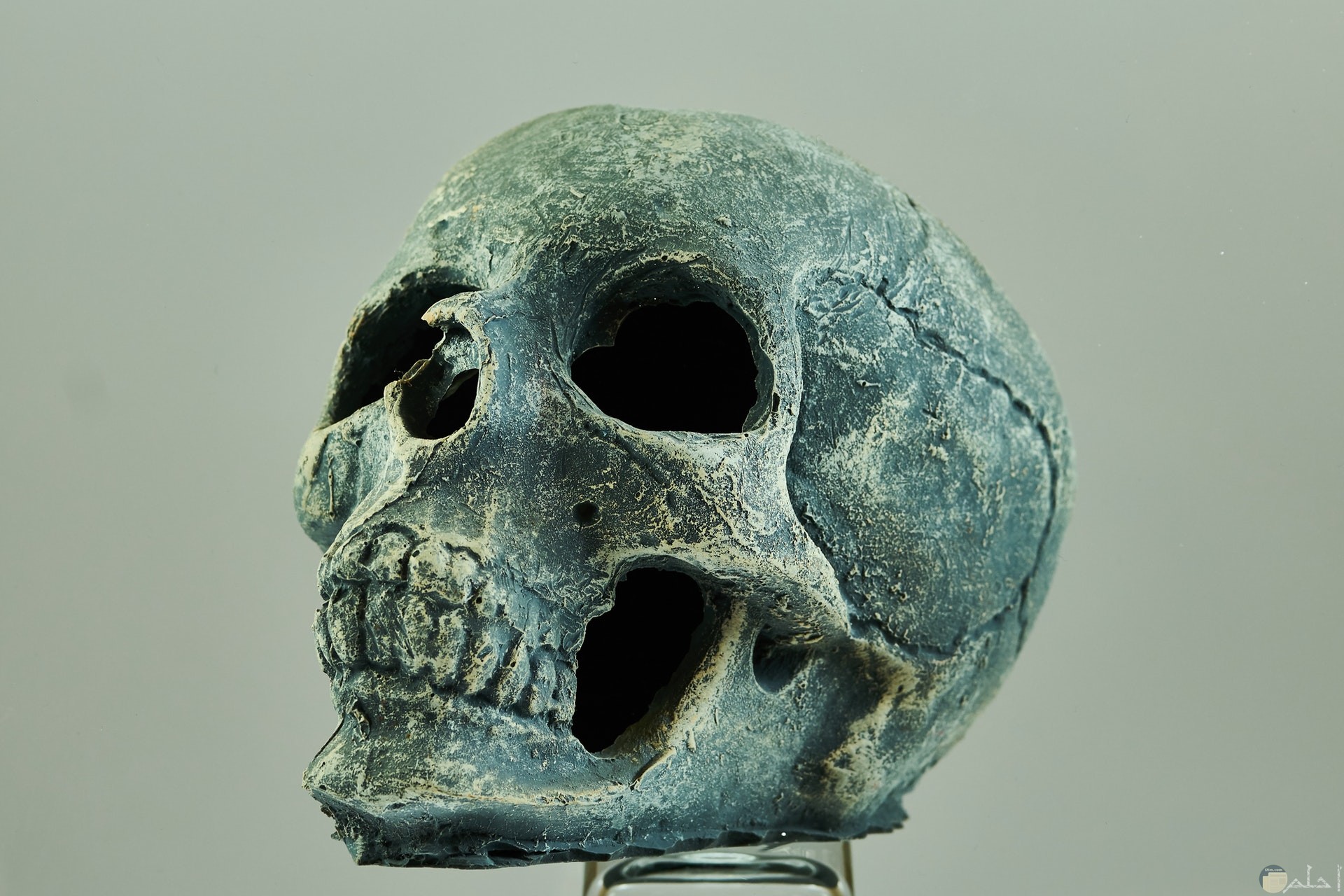 صورة مخيفة جدا لجمجمة إنسان ميت مع خلفية رمادية