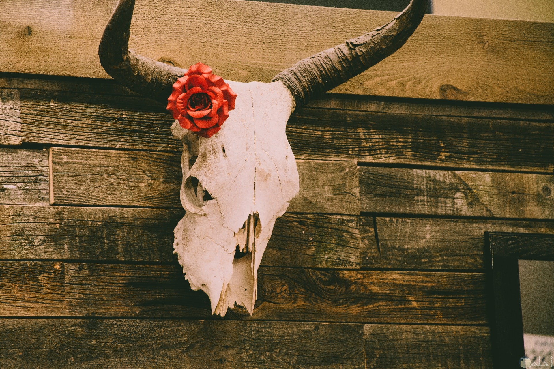 صورة مخيفة لجمجمة حيوان ميت معلقة علي الحائط مع وردة