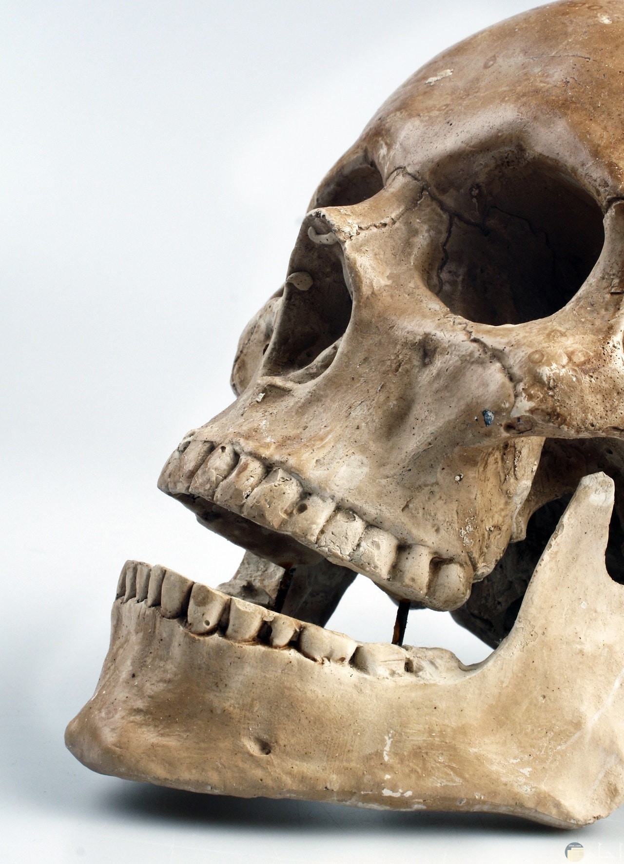صورة مرعبة لجمجمة إنسان ميت مع خلفية بيضاء