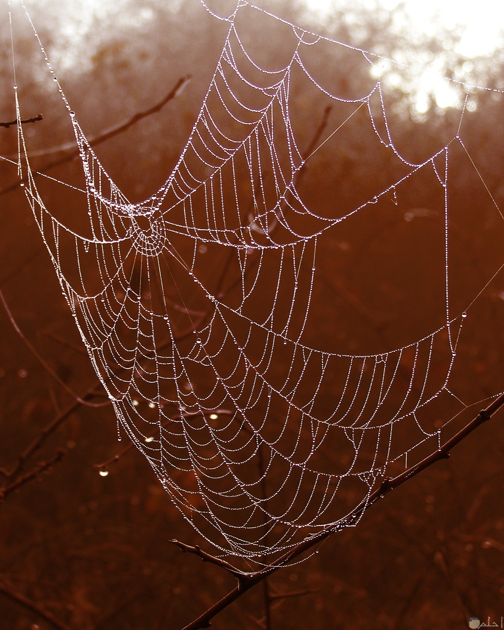 صورة مرعبة مميزة لشبكة عنكبوت مخيفة في الغابة