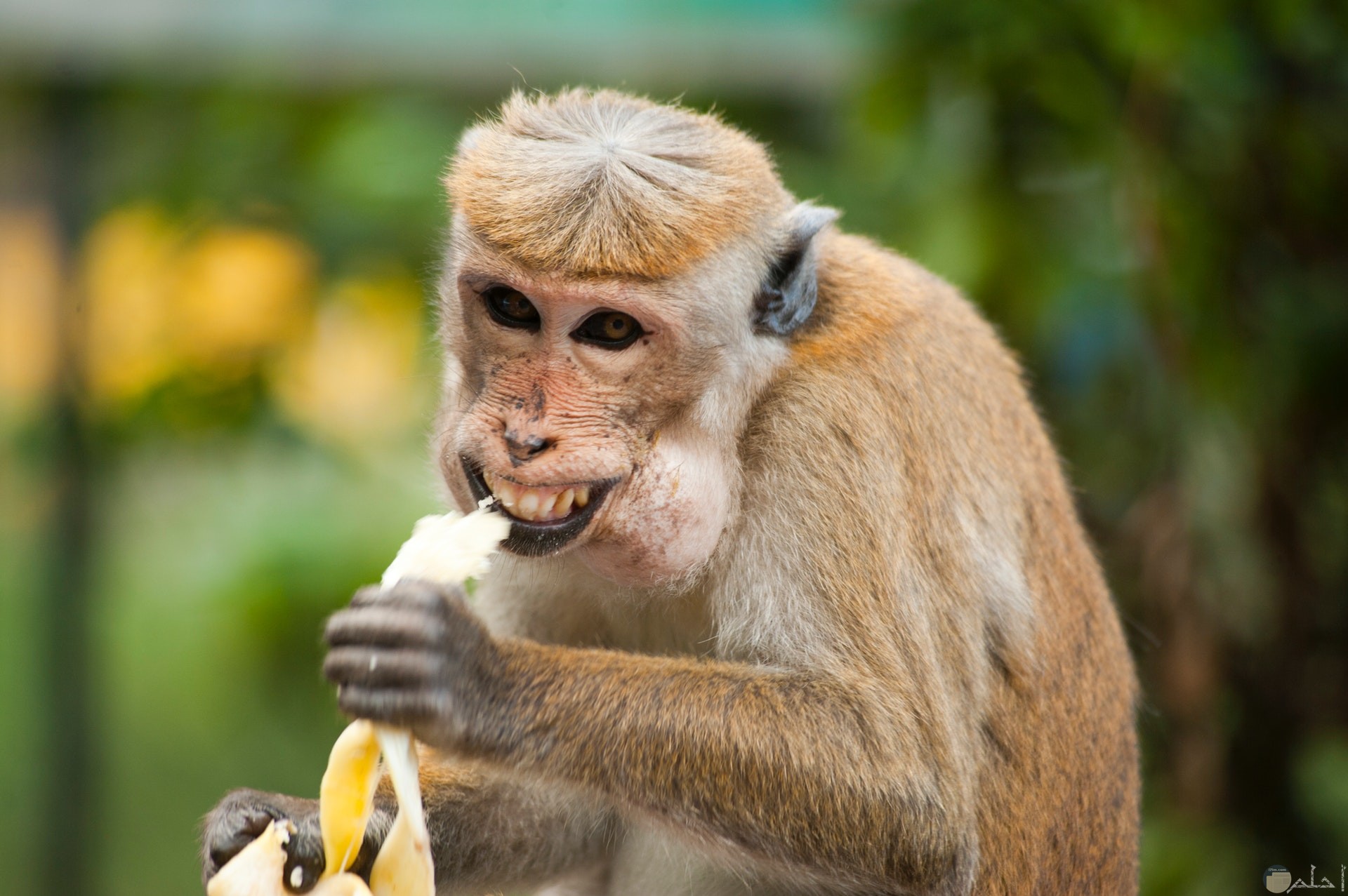 صورة مضحكة جدا لقرد وتعابير وجهه وهو يأكل الموزة