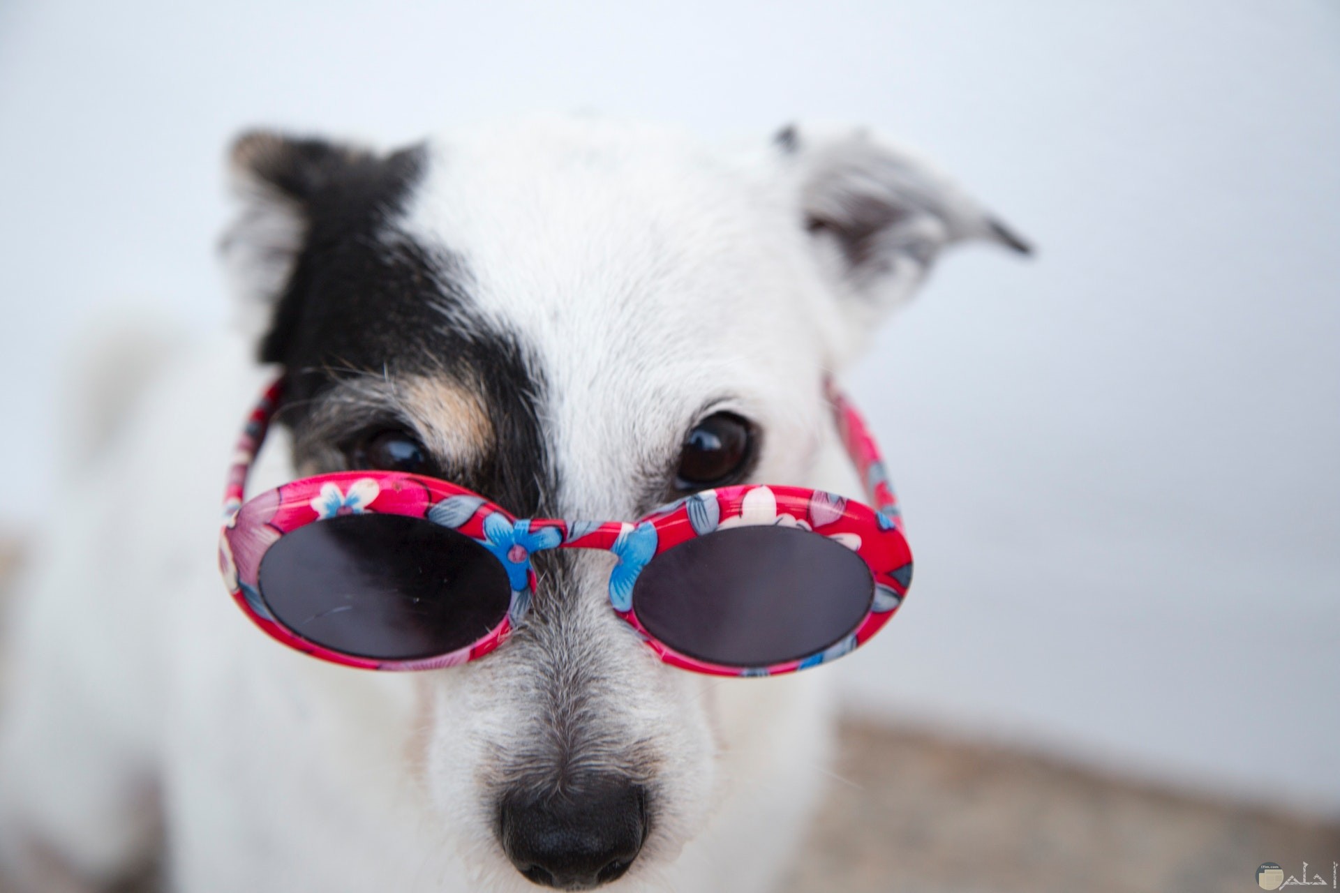 صورة مضحكة جدا لكلب أبيض يرتدي نظارة شمس