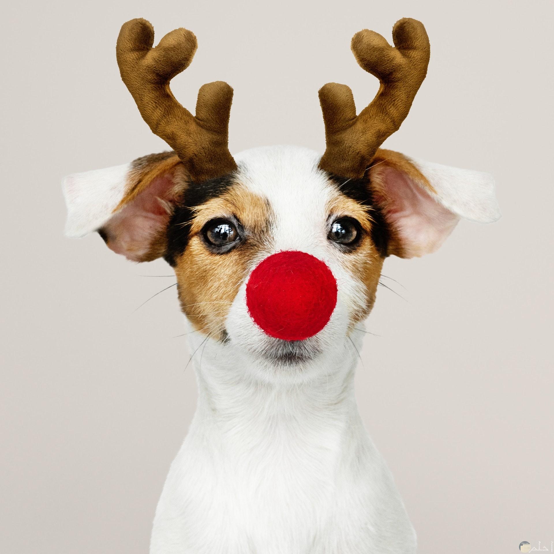 صورة مضحكة جدا لكلب يرتدي أنف أحمر وقرني غزال