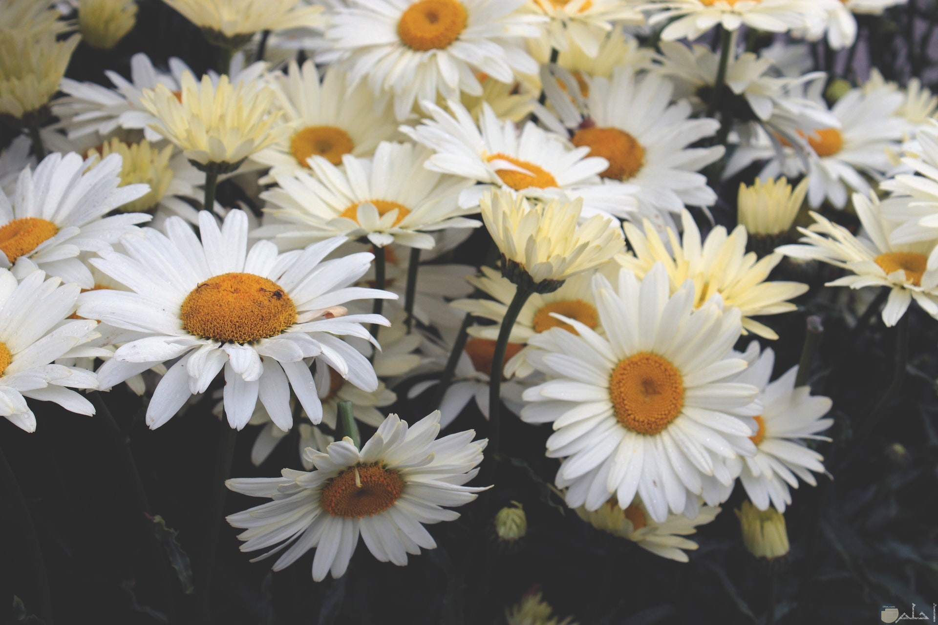 صورة مميزة لمجموعة من الورود البيضاء الجميلة بالحديقة