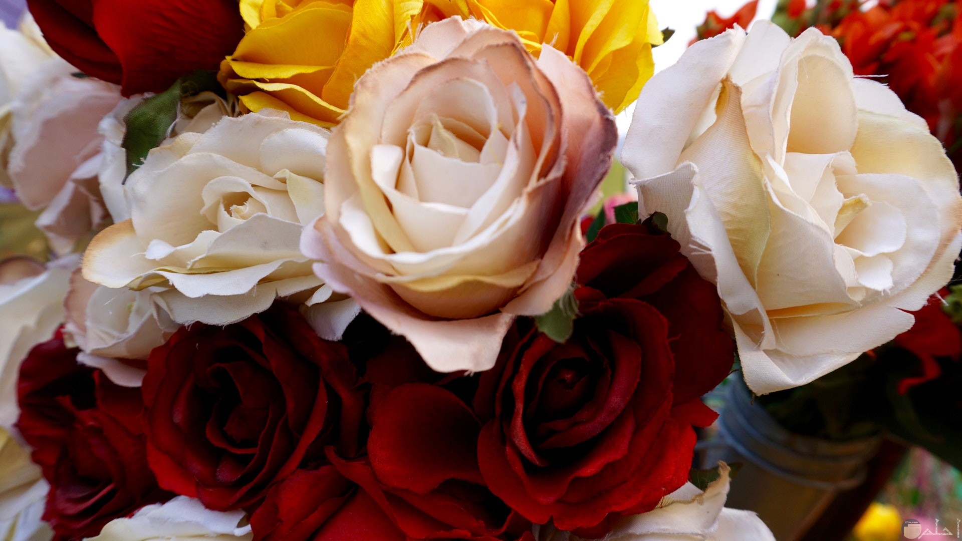 صورة مميزة لمجموعة من الورود البيضاء والحمراء الجميلة معا