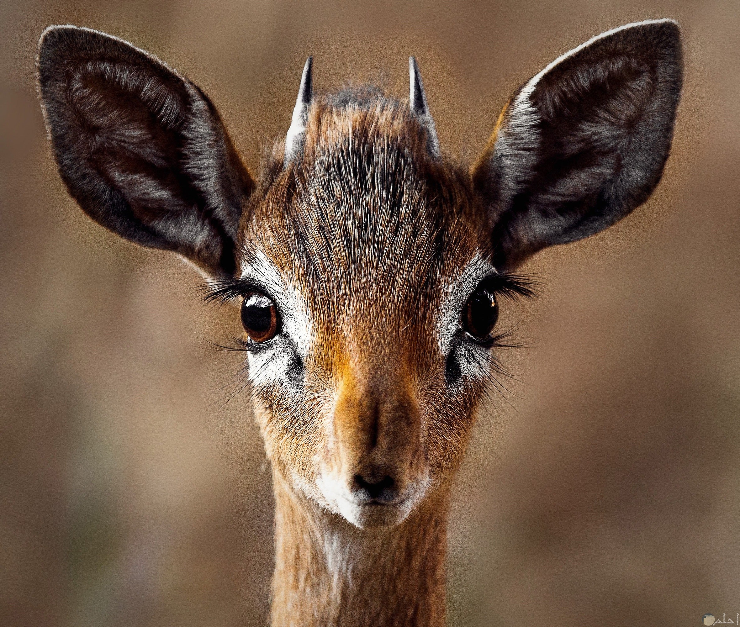 10 صور حيوانات طبيعية جميلة جديدة hd