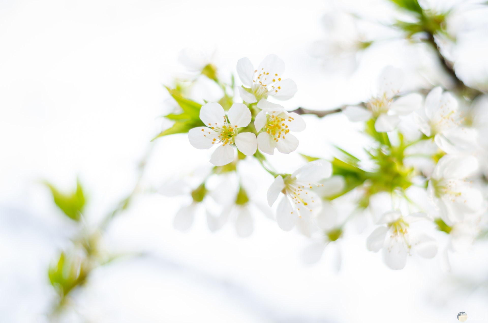 صورة مميزة وحلوة لمجموعة من الوردات البيضاء الجميلة