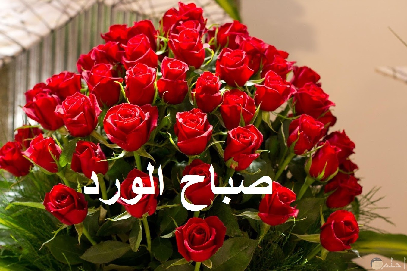 صورة صباح الورد مع الورد الأحمر