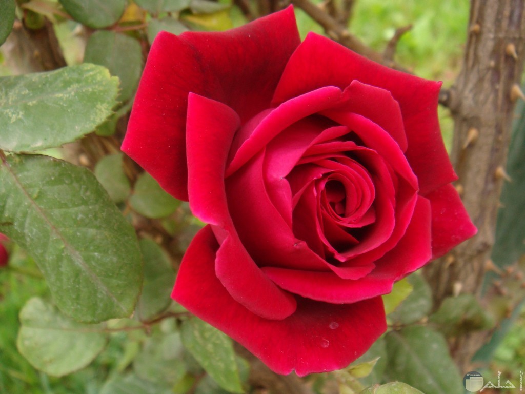 وردة حمراء رائعة رمز العشق