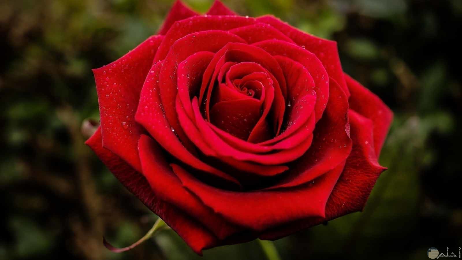 وردة حمراء رائعة رمز العشق