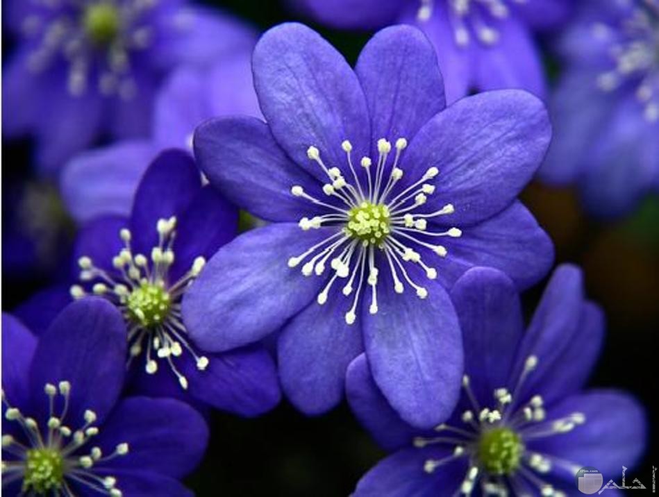زهور باللون الازرق رائعه