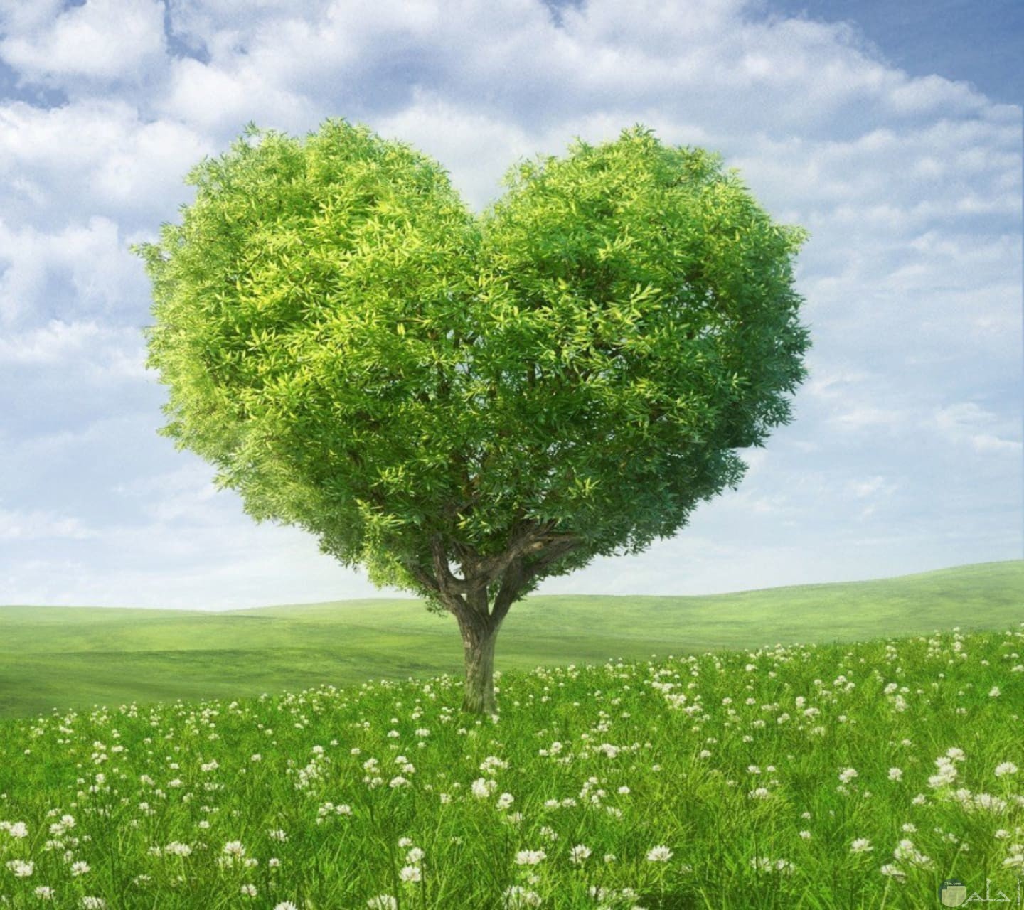 قلب أخضر من الطبيعة