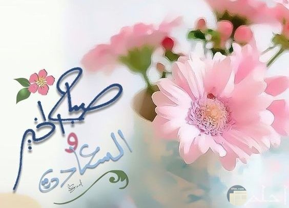 صباح الخير والسعادة مع باقة زهور