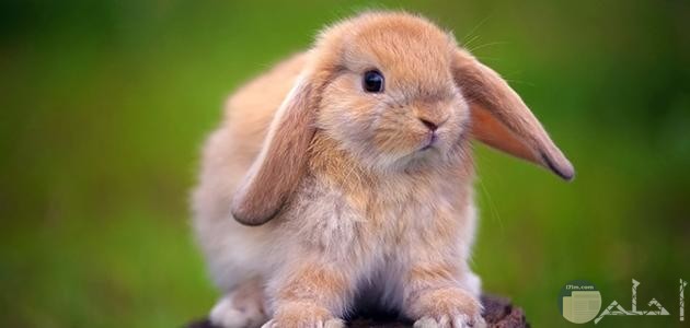 صور حيوانات أرانب كيوت