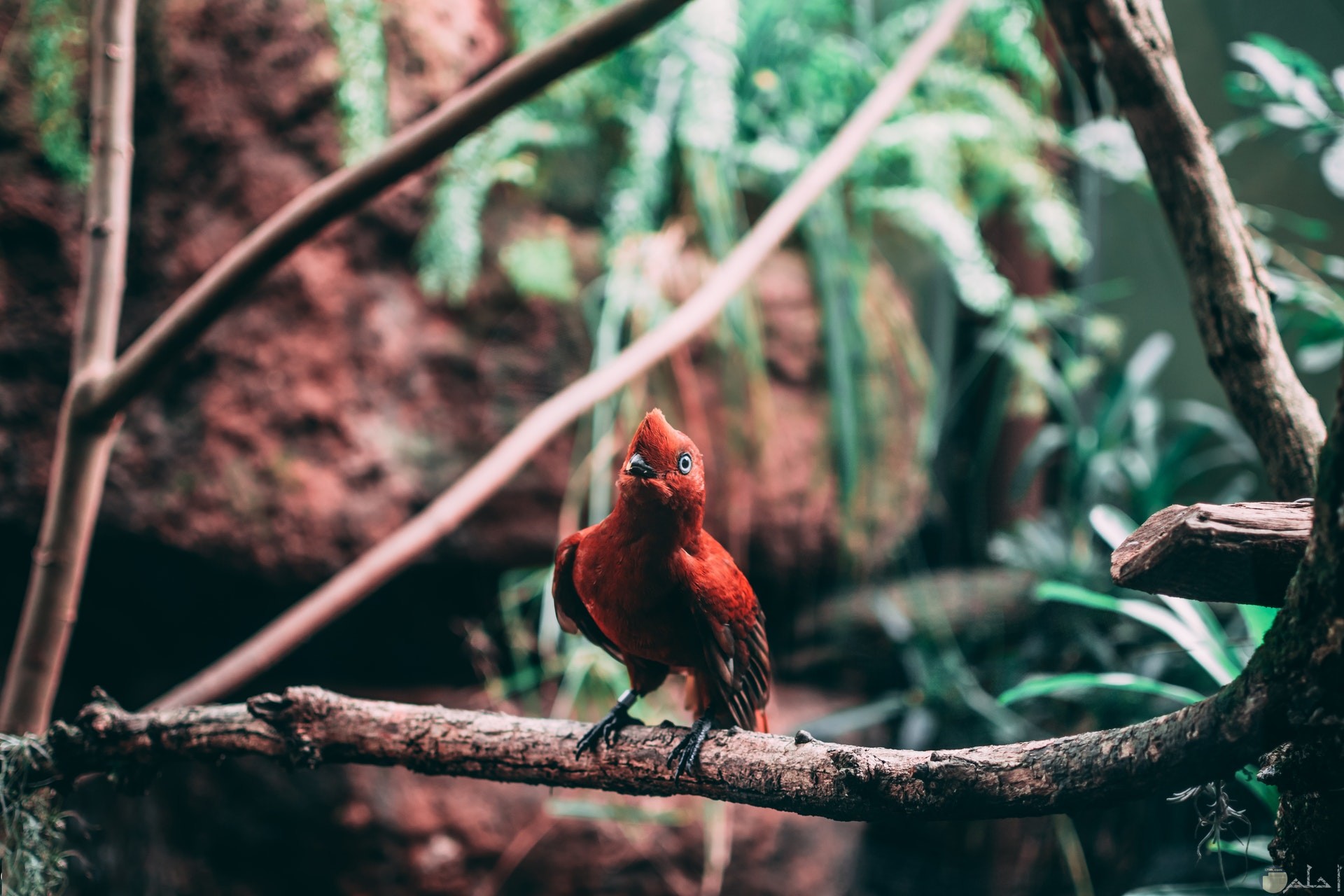 صورة جميلة جدا لطائر أحمر واقف علي غصن شجرة
