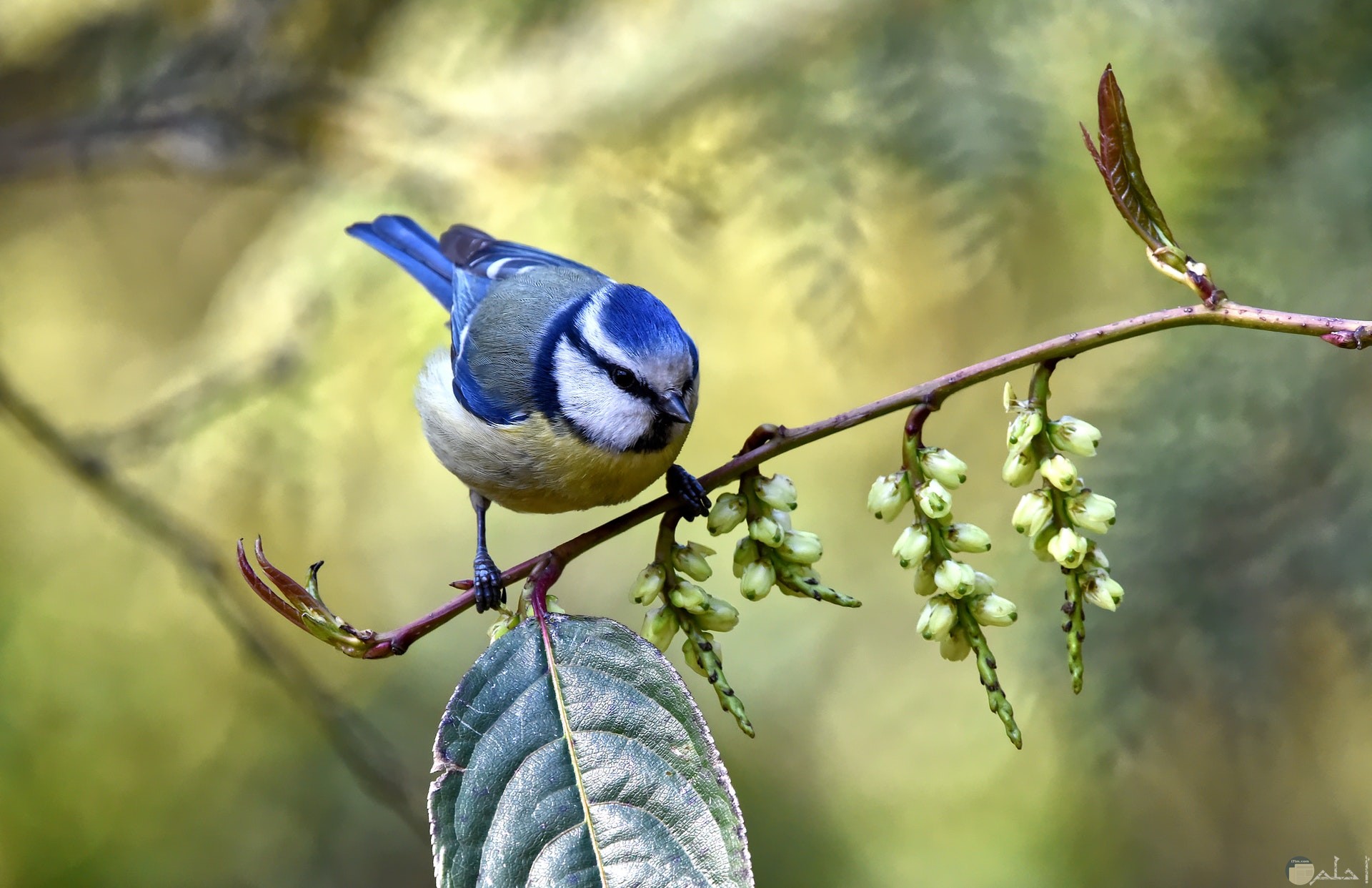 صورة جميلة جدا لطائر أزرق واقف علي غصن شجرة