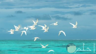 صورة جميلة جدا لمجموعة من الطيور البيضاء تطير في الهواء في مجموعة فوق البحر