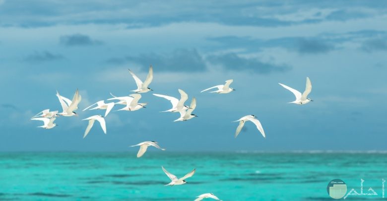 صورة جميلة جدا لمجموعة من الطيور البيضاء تطير في الهواء في مجموعة فوق البحر