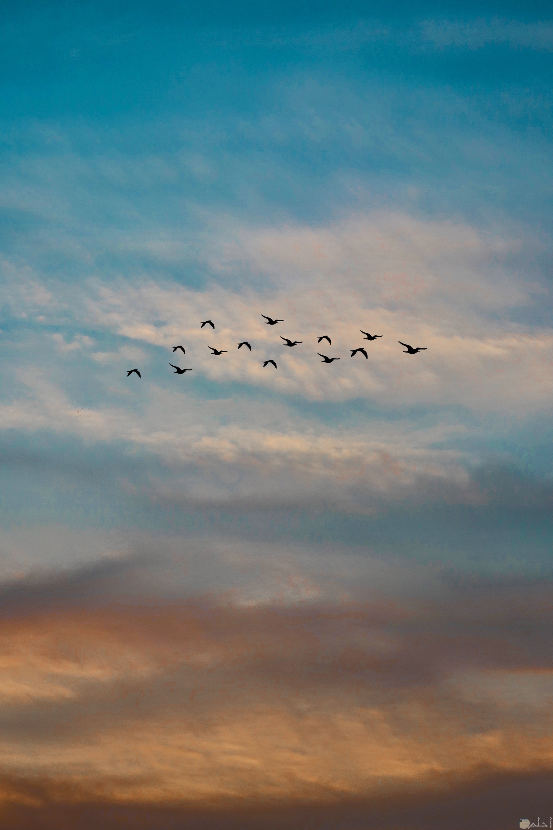 صورة جميلة جدا لمجموعة من الطيور تطير في الهواء في مجموعة وقت الغروب