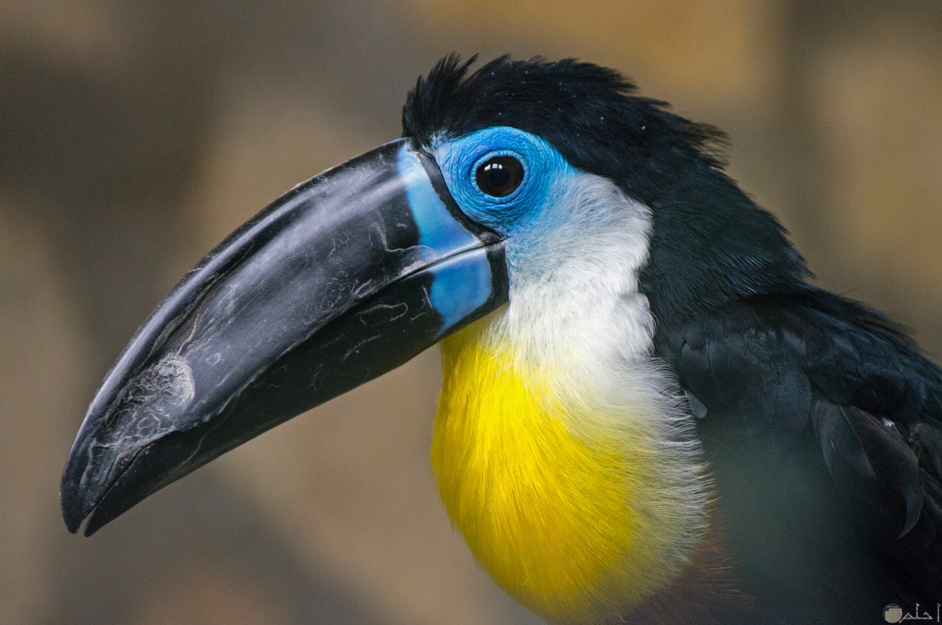 صورة جميلة لطائر بألوان ساحرة
