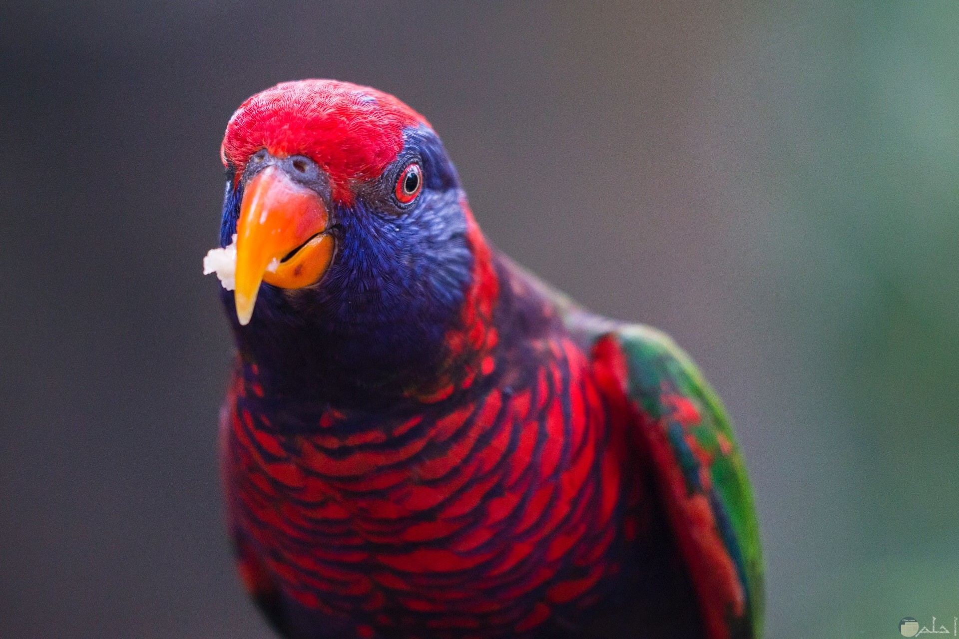 صورة جميلة لطائر ملون باللون الأحمر والبنفسجي والأخضر
